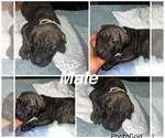 Small #8 Cane Corso-Presa Canario Mix