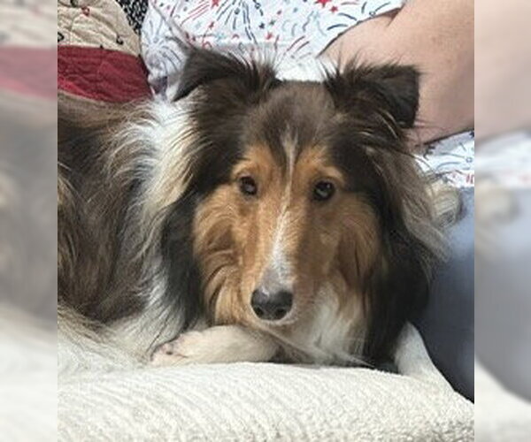 Medium Photo #1 Mutt Puppy For Sale in Wamego, KS, USA