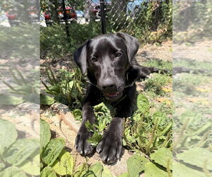 Mutt Dogs for adoption in Elmsford, NY, USA