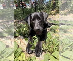 Small Mutt