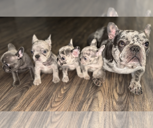 Medium Photo #1 French Bulldog Puppy For Sale in PORTSMOUTH, VA, USA
