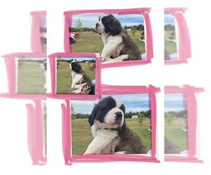 Saint Bernard Puppy for sale in PRINCETON, TX, USA