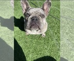 Small Photo #1 French Bulldog Puppy For Sale in SAN BERNARDINO, CA, USA