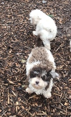 Mother of the Maltipoo puppies born on 03/04/2019