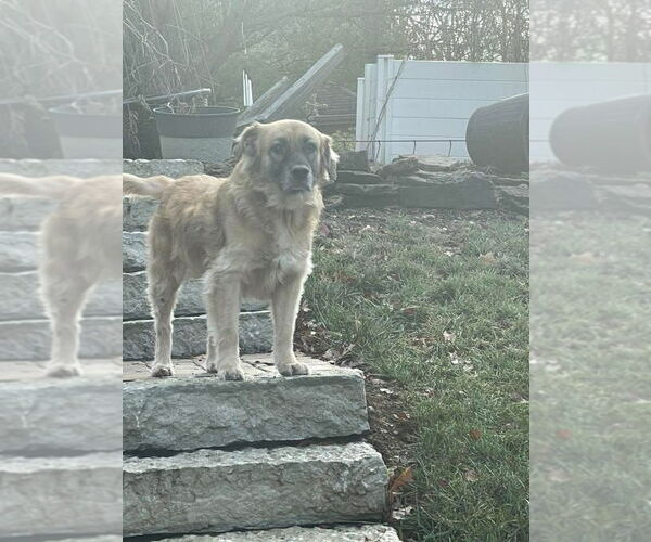 Medium Photo #2 Golden Retriever-Unknown Mix Puppy For Sale in Germantown, OH, USA