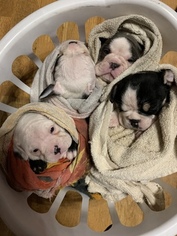 Bulldog Puppy for sale in BLACKWELL, MO, USA