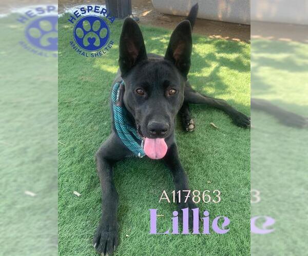 Medium Photo #2 German Shepherd Dog Puppy For Sale in HESPERIA, CA, USA