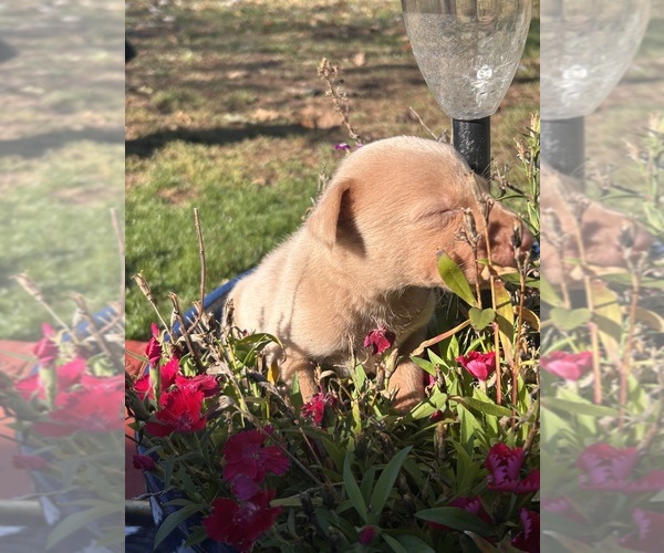 Medium Photo #14 Labrador Retriever Puppy For Sale in LEASBURG, MO, USA