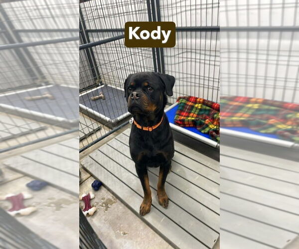 Medium Photo #4 Rottweiler Puppy For Sale in Foristell, MO, USA