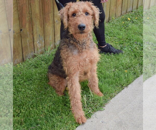 Medium Photo #5 Airedale Terrier Puppy For Sale in Huntley, IL, USA