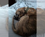 Small #7 Boxer Mix