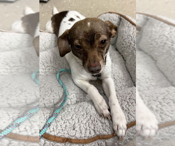 Medium Photo #7 Chihuahua Puppy For Sale in Mundelein, IL, USA