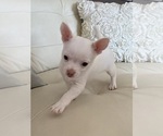 Small #2 Chihuahua