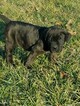 Small Photo #3 Cane Corso Puppy For Sale in RICHMOND, VA, USA