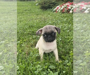 Pug Puppy for sale in CANOGA, NY, USA