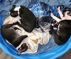 Boston Terrier Puppy for sale in DELAND, FL, USA