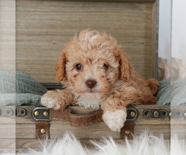 Medium Photo #1 Cavapoo Puppy For Sale in ARTHUR, IL, USA