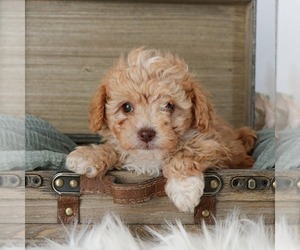 Cavapoo Puppy for sale in ARTHUR, IL, USA