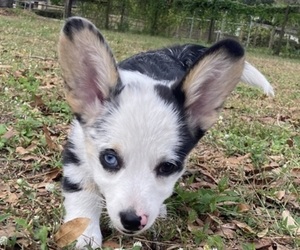 Pembroke Welsh Corgi Puppy for sale in BRANDON, FL, USA