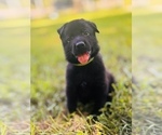 Small #1 German Shepherd Dog
