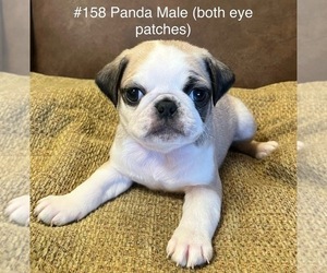 Pug Puppy for sale in LOOMIS, CA, USA