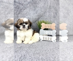 Shih Tzu Puppy for sale in INDIANAPOLIS, IN, USA