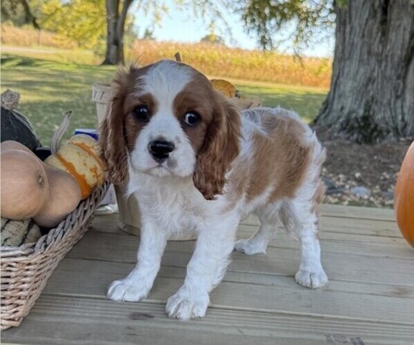 Medium Photo #2 Cavalier King Charles Spaniel Puppy For Sale in THORP, WI, USA