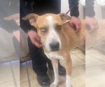 Small #3 American Pit Bull Terrier Mix