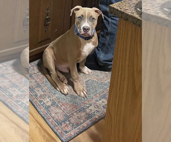 Medium Photo #13 Boxer-Unknown Mix Puppy For Sale in Princeton, MN, USA