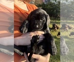 Puppy Blueberry German Shorthaired Lab