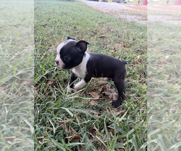 Medium Photo #11 Boston Terrier Puppy For Sale in FREDONIA, KS, USA