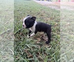 Small #10 Boston Terrier