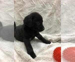 Labrador Retriever Puppy for sale in DICKSON, TN, USA