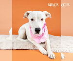 Small #1 Labrador Retriever Mix
