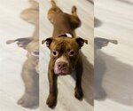 Small Photo #2 American Staffordshire Terrier-Bulldog Mix Puppy For Sale in Atlanta, GA, USA