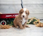 Small #1 Goldendoodle (Miniature)