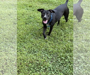 Labrador Retriever-Unknown Mix Dogs for adoption in Ball Ground, GA, USA