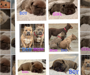 American Bully Puppy for Sale in PORTERVILLE, California USA