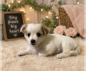 Chion Dogs for adoption in Dana Point, CA, USA