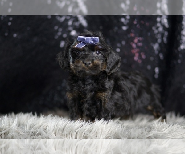 Medium Photo #6 YorkiePoo Puppy For Sale in WARSAW, IN, USA