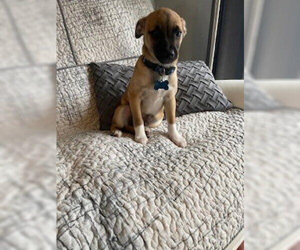 Medium Photo #5 Chihuahua-Unknown Mix Puppy For Sale in Plainfield, IL, USA