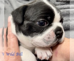 Boston Terrier Puppy for sale in BELLEVILLE, IL, USA