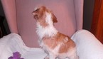 Small Photo #6 Jack Russell Terrier Puppy For Sale in AIKEN, SC, USA