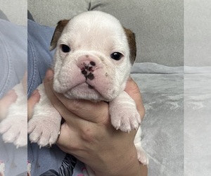 Medium English Bulldog