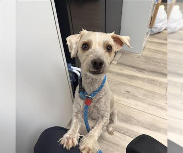 Medium Photo #2 Mutt Puppy For Sale in Redlands, CA, USA