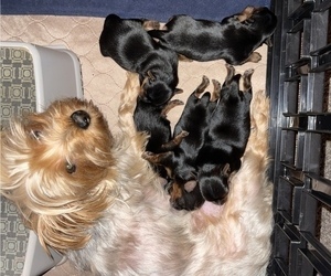 Mother of the Yorkshire Terrier puppies born on 06/11/2022
