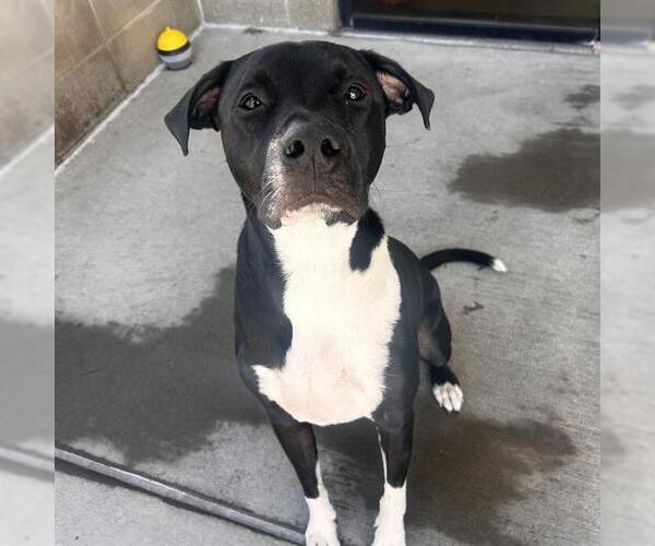 Medium Photo #1 American Pit Bull Terrier-Labrador Retriever Mix Puppy For Sale in Denver, CO, USA
