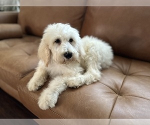 Goldendoodle Puppy for sale in FLAT ROCK, NC, USA