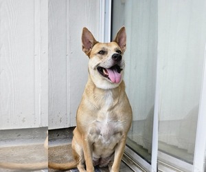Akita-Unknown Mix Dogs for adoption in McKinney, TX, USA