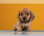 Small Photo #32 Dachshund Puppy For Sale in CROWLEY, TX, USA